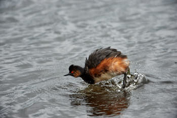 Faune des marais<br>NIKON D4, 700 mm, 2500 ISO,  1/2000 sec,  f : 6.3 